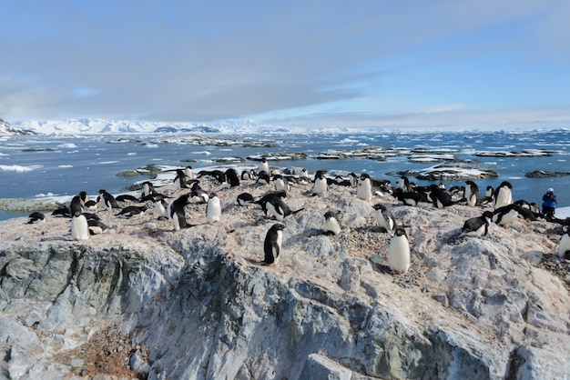 Adelie penguins on beach