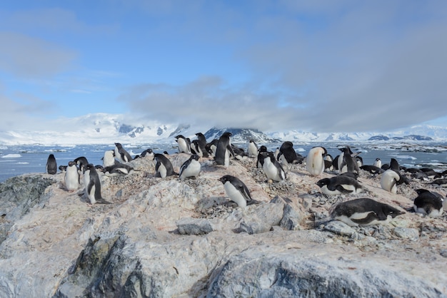 Adelie penguins on beach