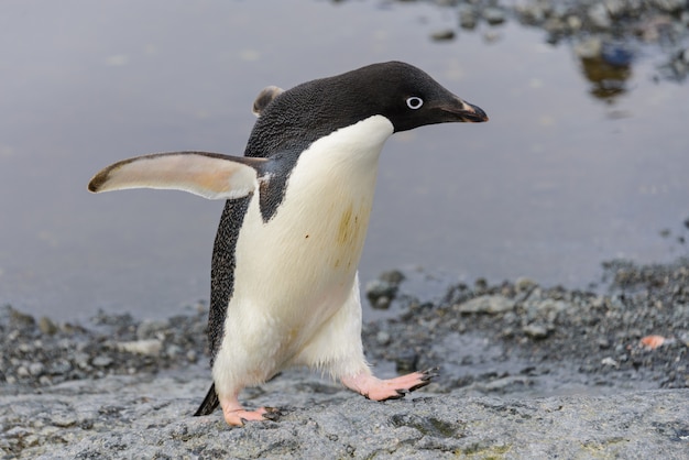 Adeliepinguïn die op strand in Antarctica gaat