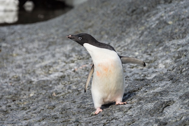 Adeliepinguïn die zich op strand in Antarctica bevinden