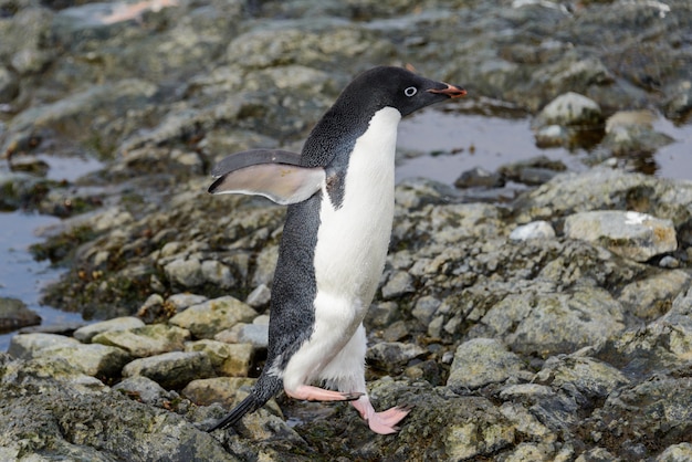 Adeliepinguïn die zich op strand in Antarctica bevinden