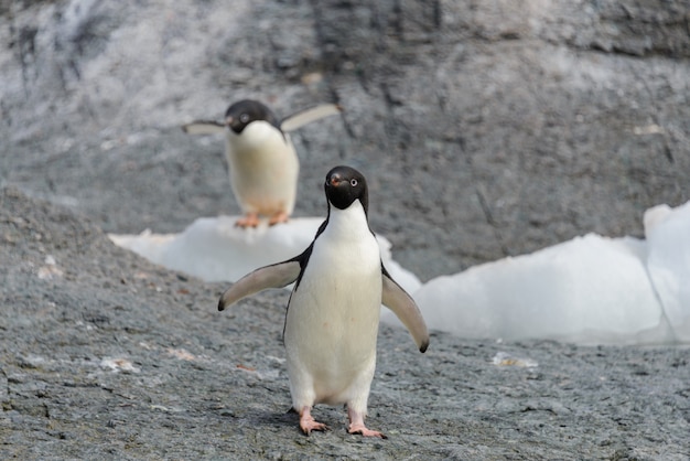 Adeliepinguïn die zich op strand in Antarctica bevinden
