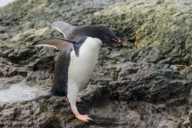 Adeliepinguïn die zich op strand in Antarctica bevinden