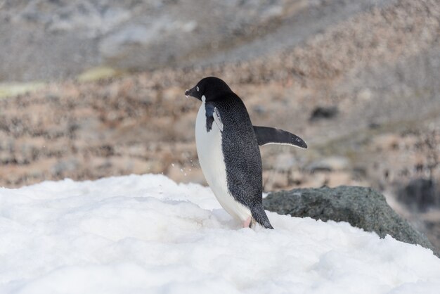 Foto adeliepinguïn die zich op strand in antarctica bevinden