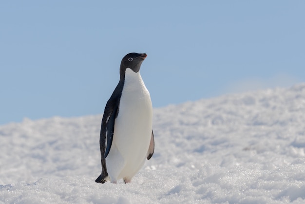 Adeliepinguïn op strand