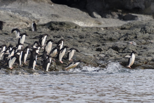 Adeliepinguïns die in Antarctica water gaan geven