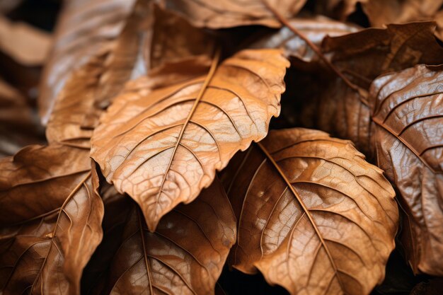 Foto adembenemend close-up rich brown bladeren in een verbazingwekkende 32 arrangement