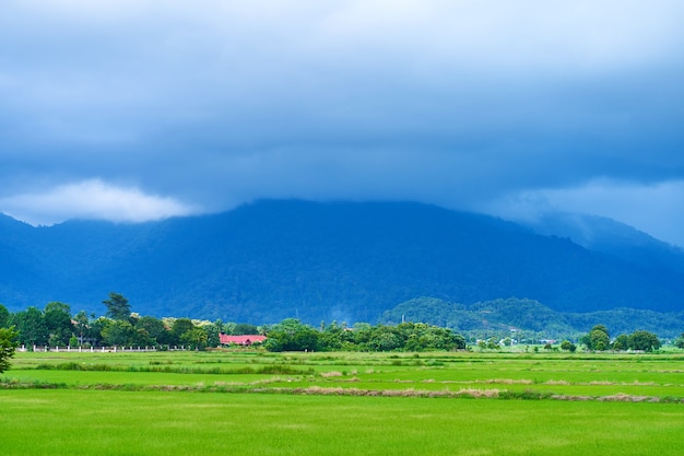 Adembenemend natuurlijk landschap. Groen rijstveld en donkerblauw bewolkt over bergen op de achtergrond.