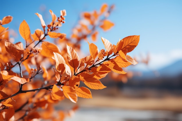 Adembenemend seizoenszicht Herfstboombladeren en een heldere lucht vormen het landschap