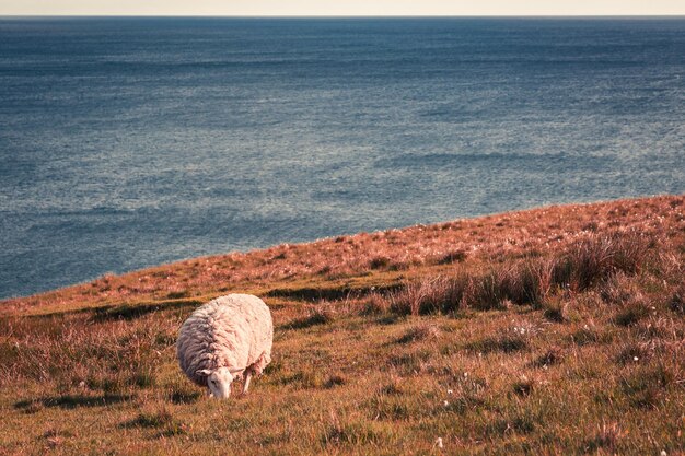 Adembenemend uitzicht op schapen aan de kust Schotland UK