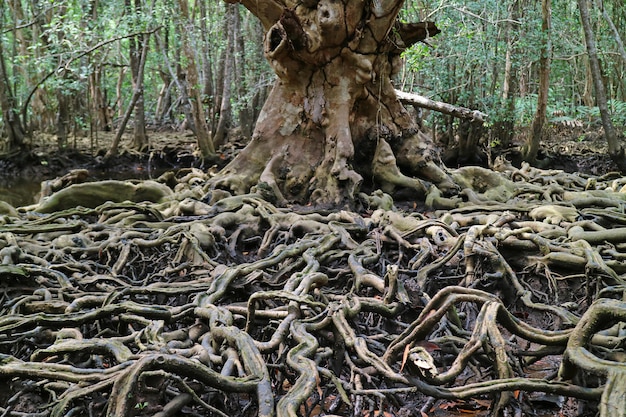 Adembenemende Mening van de Verbazende Boomwortels in het Mangrovebos, Trat-Provincie, Thailand