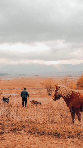 Adembenemende opname van een bruin paard in een veld tijdens de zonsondergang