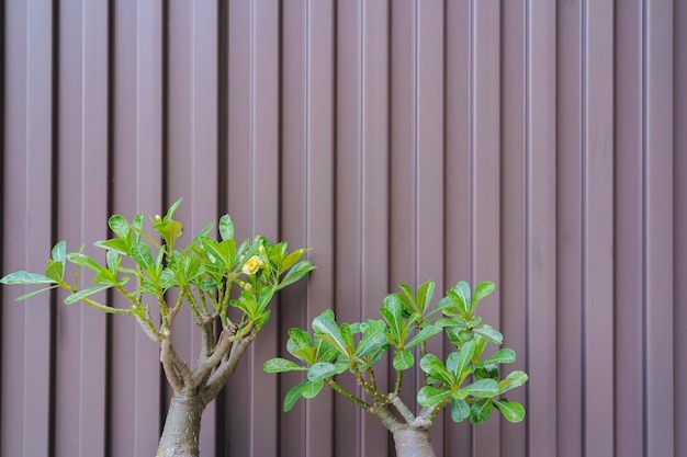 Adenium Adenium en blauwe lucht Desert Rose Adenium in potten Bruine muur achtergrond