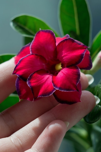 사진 adenium 피는 즙이 많은 식물 근접 촬영 꽃과 여자 손