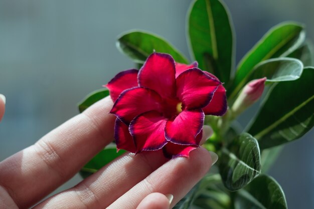 Adenium 피는 즙이 많은 식물 근접 촬영 꽃과 여자 손