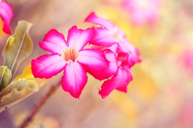 Adenium flower also called desert rose