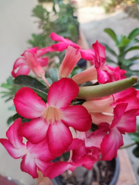 Adenium obesum bloeit op groene bladeren