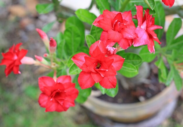 庭の背景にアデニウムオベサムまたは砂漠のバラの花