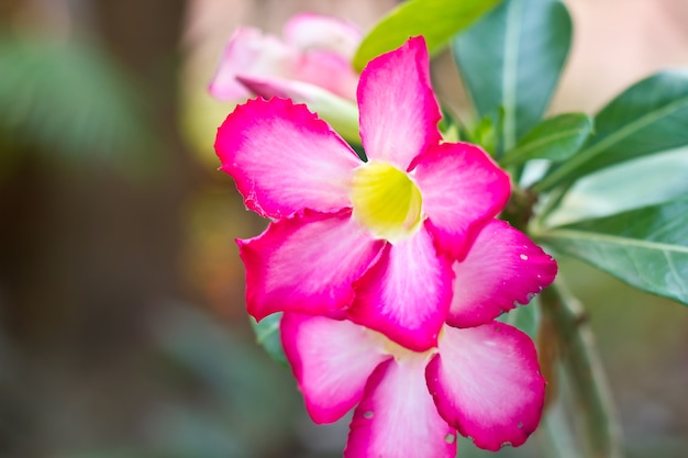 Adenium obesum, Desert Rose