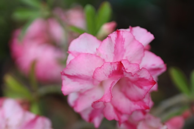 Adenium Obesum Fascinerend Bloem