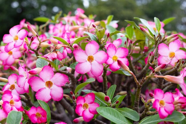 Adenium obesum 꽃 녹색 잎