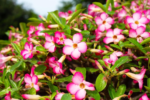 Adenium obesum 꽃 녹색 잎