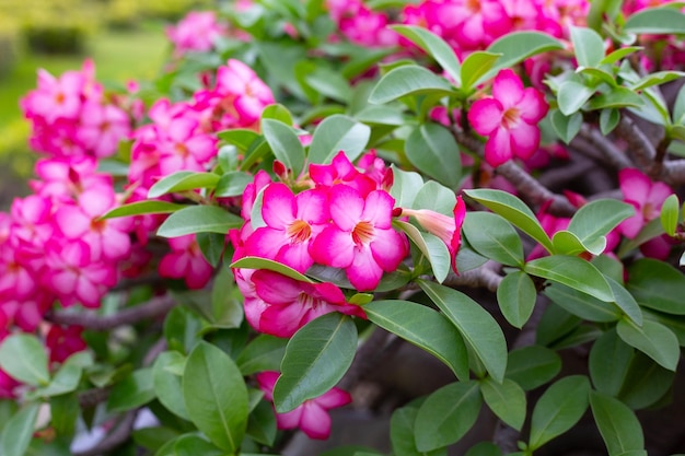 Adenium obesum flowers Green leaves