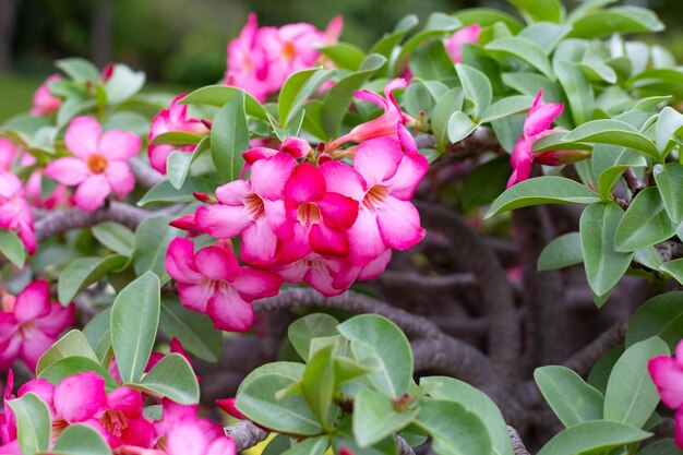 Adenium obesum flowers Green leaves