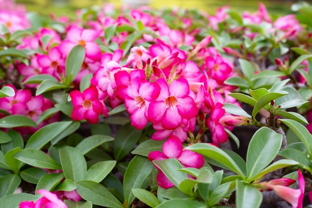 アデニウム・オベサムの花 緑の葉