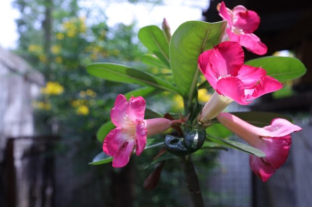 사진 나무에 adenium obesum 또는 balf