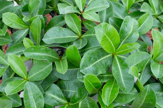 Зеленые листья растения Adenium obesum
