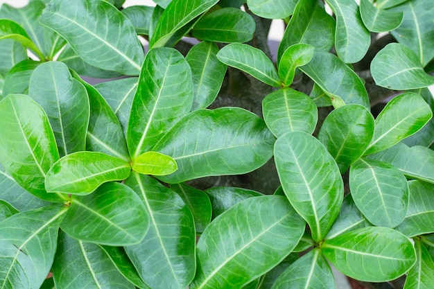 Pianta di adenium obesum foglie verdi