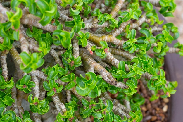 Зеленые листья растения Adenium obesum