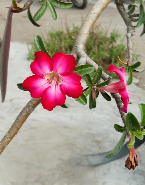 Premium Photo | Adenium obesum plant