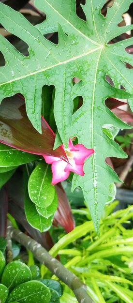 Photo adenium obesum plant