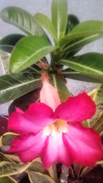 Photo adenium obesum