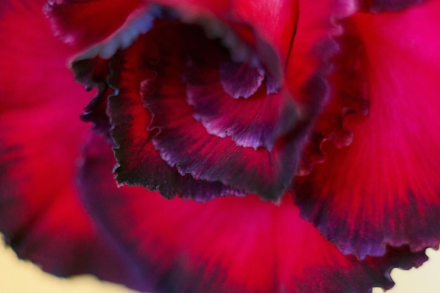 사진 아데늄 꽃잎 클로즈업. 꽃 매크로 클로즈업입니다. 즙이 많은 꽃