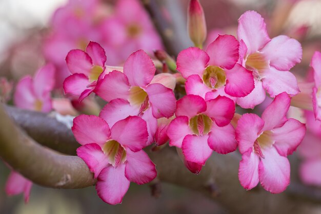 Adeniumbloem in tuin