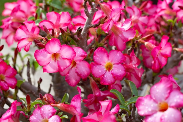 Adeniumobesum bloemen Groene bladeren