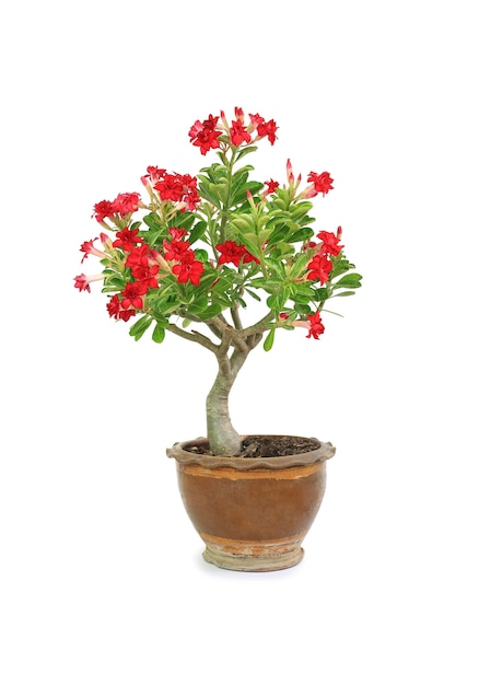 Adeniumobesum of Desert rose bloem in bruine klei pot geïsoleerd op een witte achtergrond