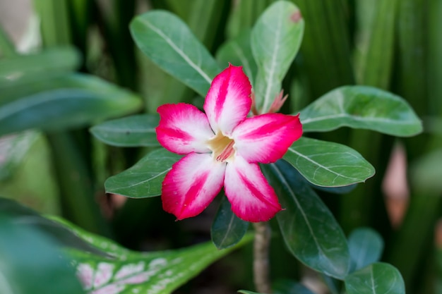 Adeniumobesumboom is kruiden. Geneeskrachtige planten Tuin, Adeniums worden gewaardeerd om hun kleurrijke bloemen.