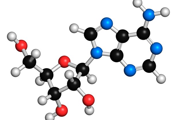 Adenosine Ado purine nucleoside molecule