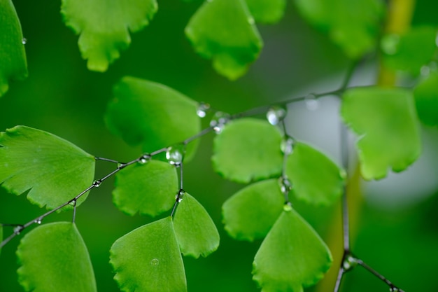 Adiantum raddianum, de Delta haarmosvaren, is een van de meest populaire varens om binnenshuis te kweken.