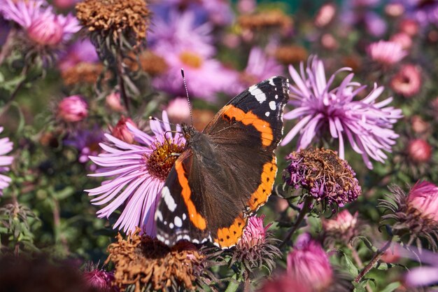 Admiraalvlinder is een dagvlinder uit de Nymphalide-familie die nectar van bloemen verzamelt