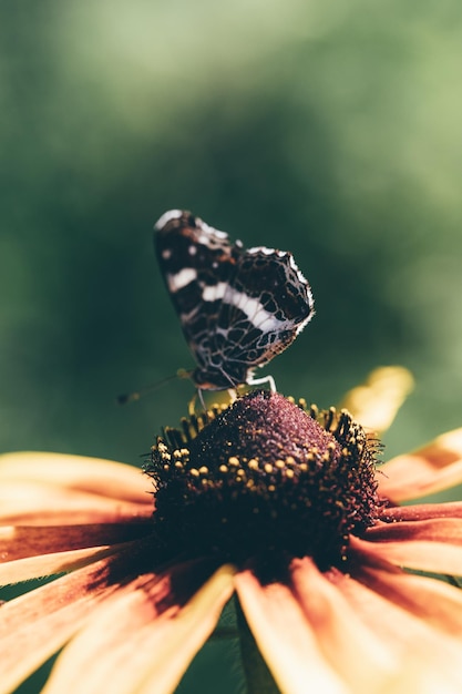 Foto admiraalvlinder op madeliefjebloem calendula officinalis