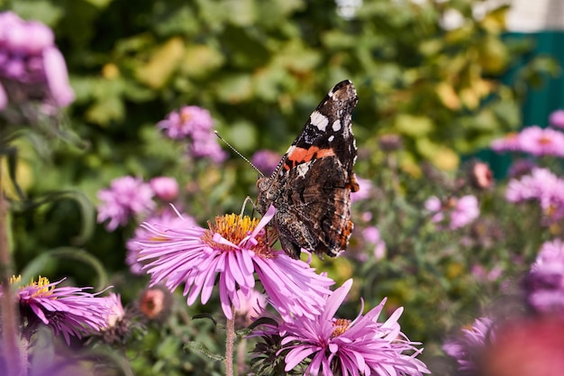 Бабочка адмирал - дневная бабочка из семейства нимфалид собирает нектар с цветов.