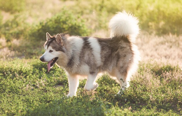 夏の草原に座っているAdoarble犬