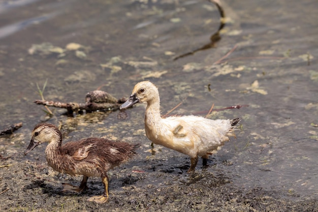 幼虫のカイリナ・モスチャタ (Chairina moschata) は羽が完全に形成される前に