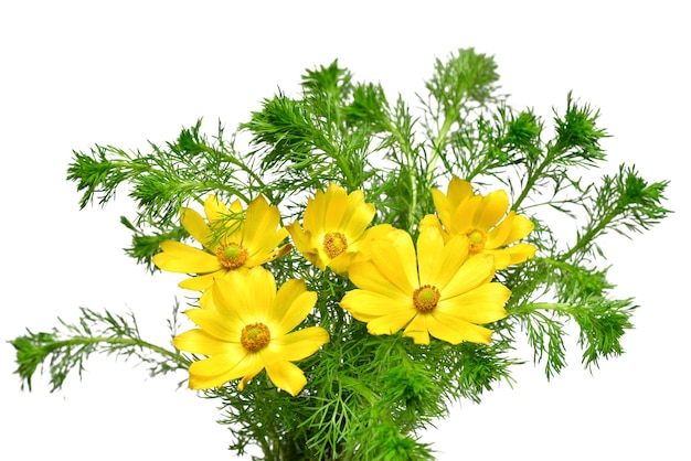 Adonis vernalis bloem geïsoleerd op witte achtergrond