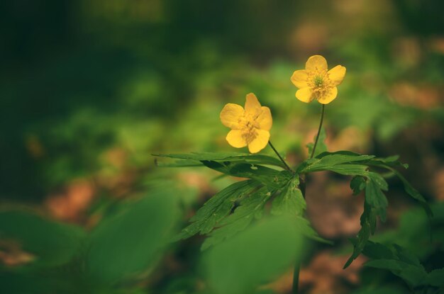 福寿草の黄色の野の花